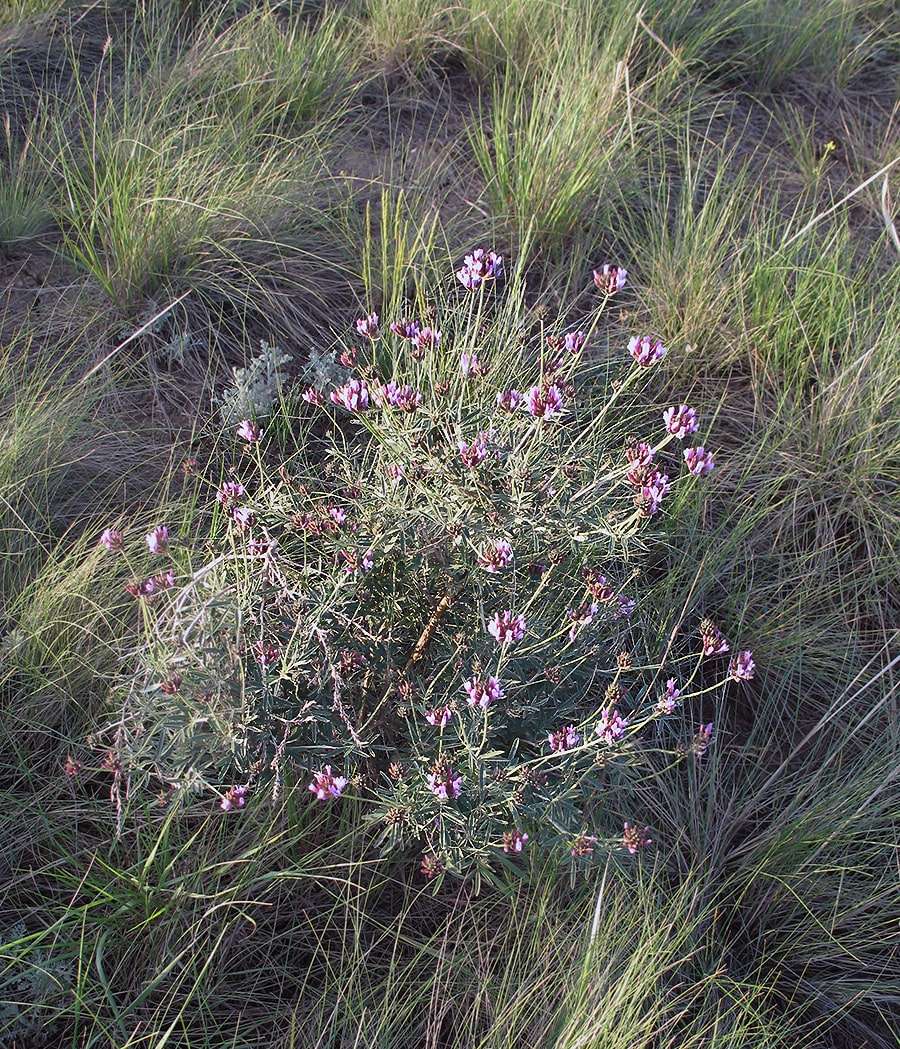 Изображение особи Astragalus arbuscula.