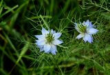 Nigella damascena. Цветки и листья. Грузия, Самцхе-Джавахети, г. Боржоми, в культуре. 11.06.2023.