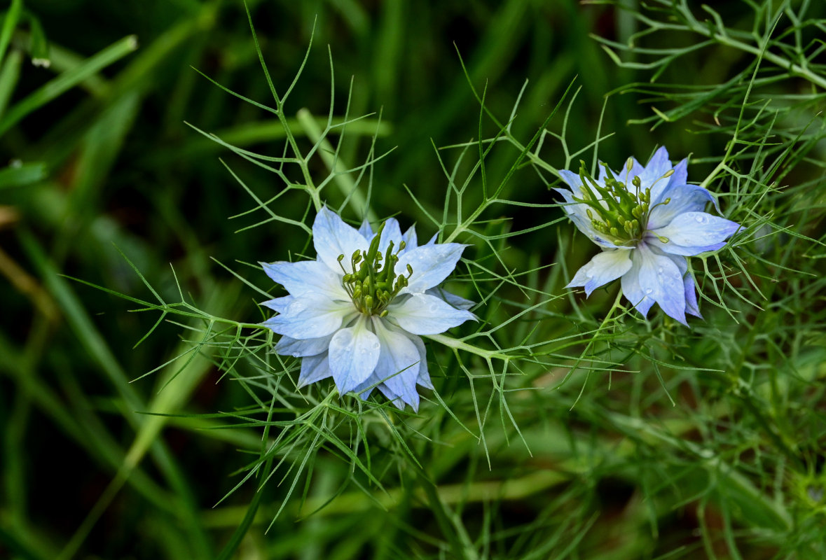 Изображение особи Nigella damascena.