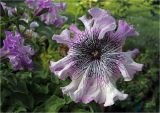 Petunia × atkinsiana. Цветок (махровая форма). Московская обл., Раменский р-н, окр. дер. Хрипань, садовый участок. 04.08.2023.