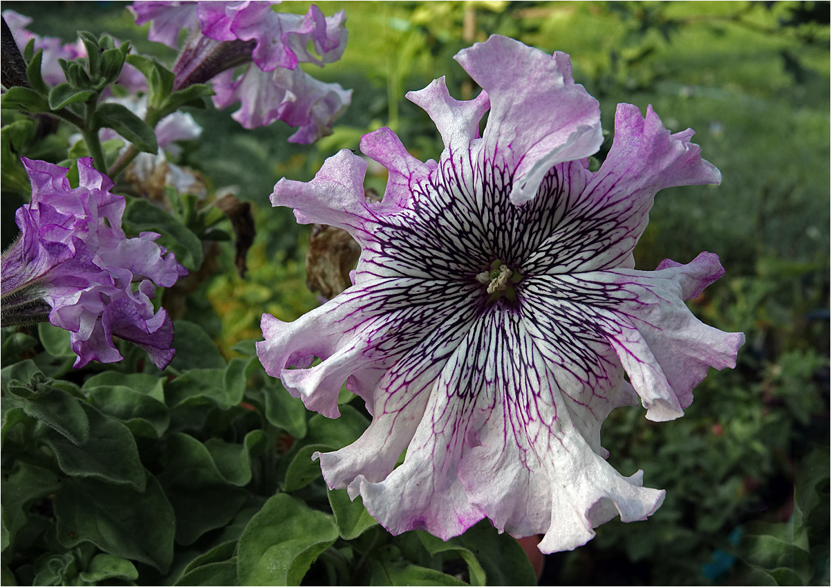 Изображение особи Petunia × atkinsiana.