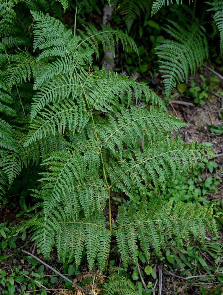 Image of Pteridium tauricum specimen.