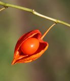 Alkekengi officinarum var. franchetii