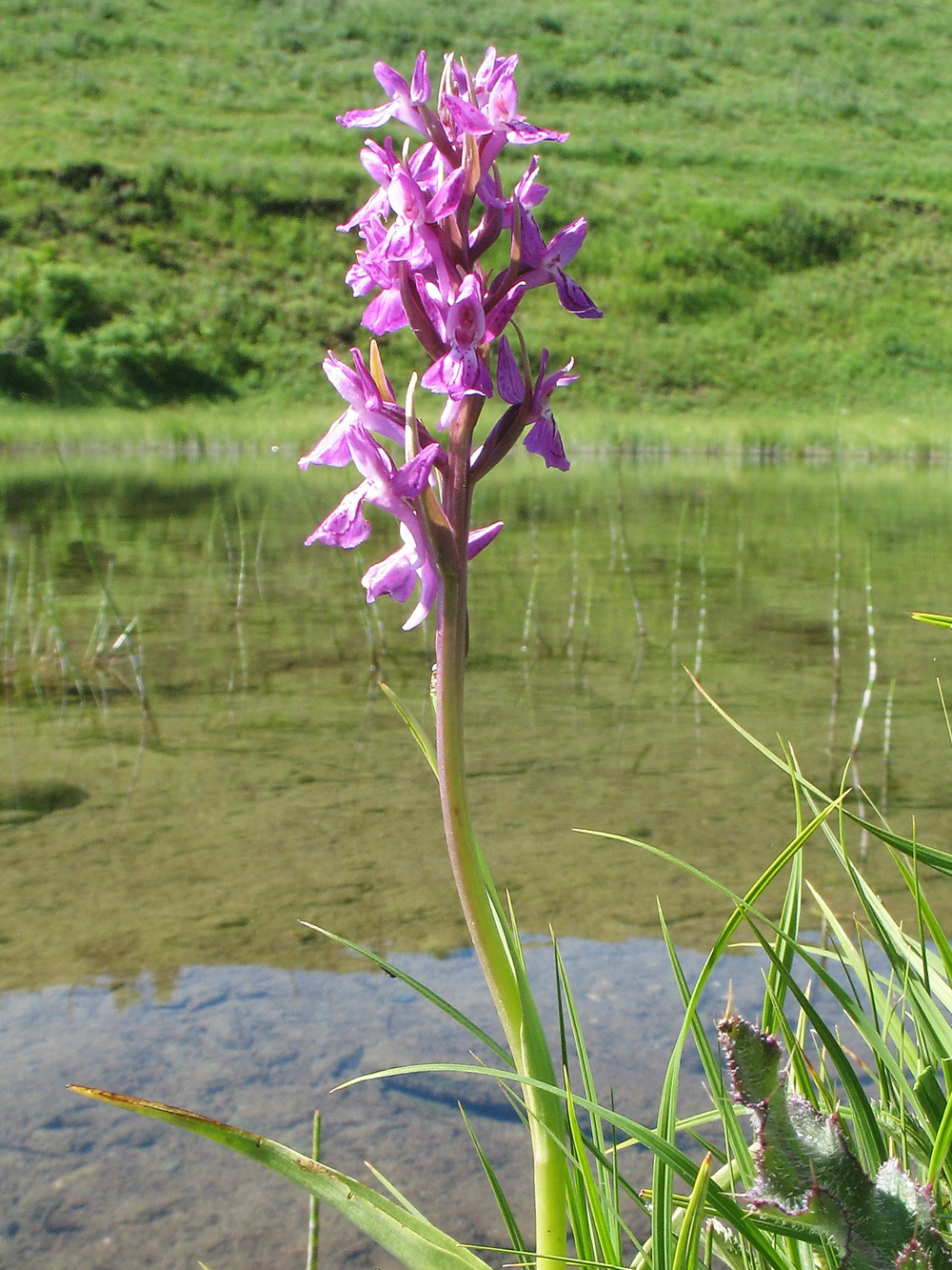 Image of Dactylorhiza salina specimen.