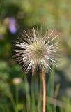 Pulsatilla aurea. Плод. Карачаево-Черкесия, Карачаевский р-н, Большой Кавказ, правый борт ущелья Кичкинекол, правый берег реки Таллычат в р-не тропы подъёма на Поляну крокусов, ≈ 2720 м н.у.м., каменистый склон. 22.07.2023.