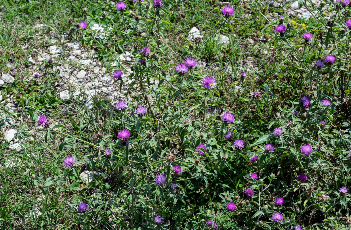 Image of Centaurea iberica specimen.