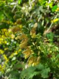 Salvia glutinosa. Верхушка соцветия. Краснодарский край, городской округ Сочи, с. Пластунка, у дороги к Ореховскому водопаду. 14.10.2023.