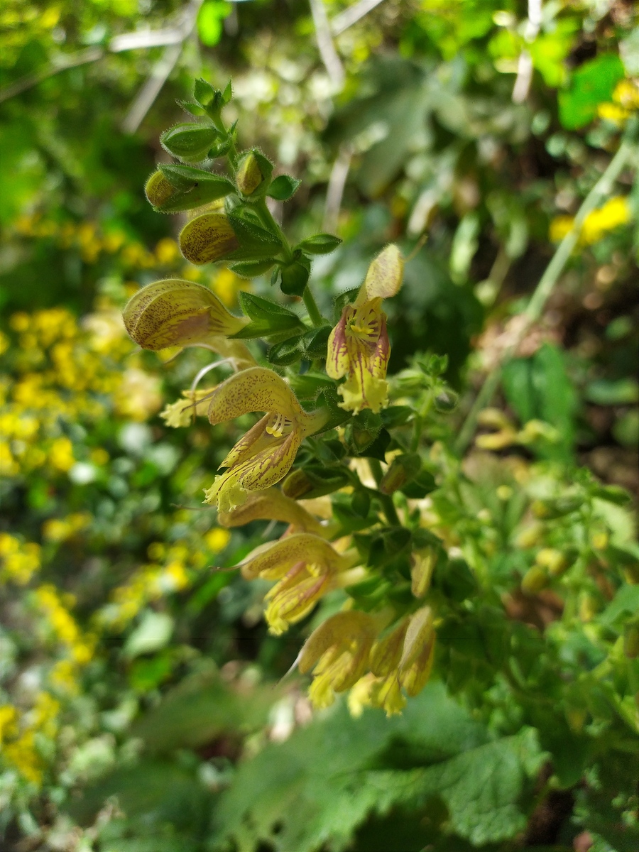 Image of Salvia glutinosa specimen.