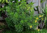 Euryops pectinatus. Цветущее растение. Египет, мухафаза Каир, г. Каир, в культуре. 08.05.2023.
