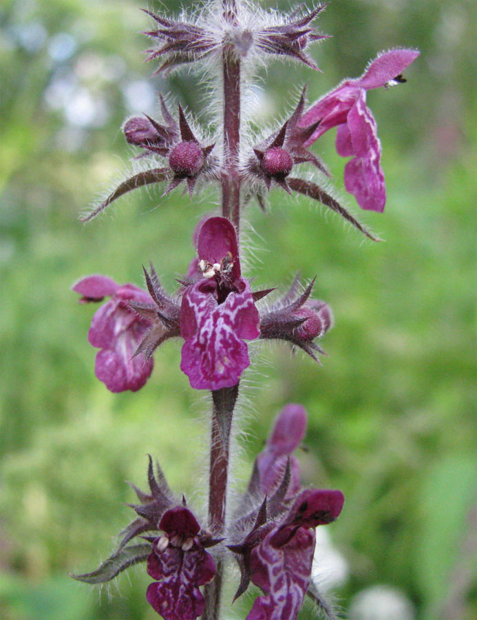 Image of Stachys sylvatica specimen.