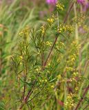 Galium verum. Цветущая часть растения. Магаданская обл., окр. г. Магадан, ост. Аммональная, разнотравная поляна в листвнничнике. 10.08.2020.