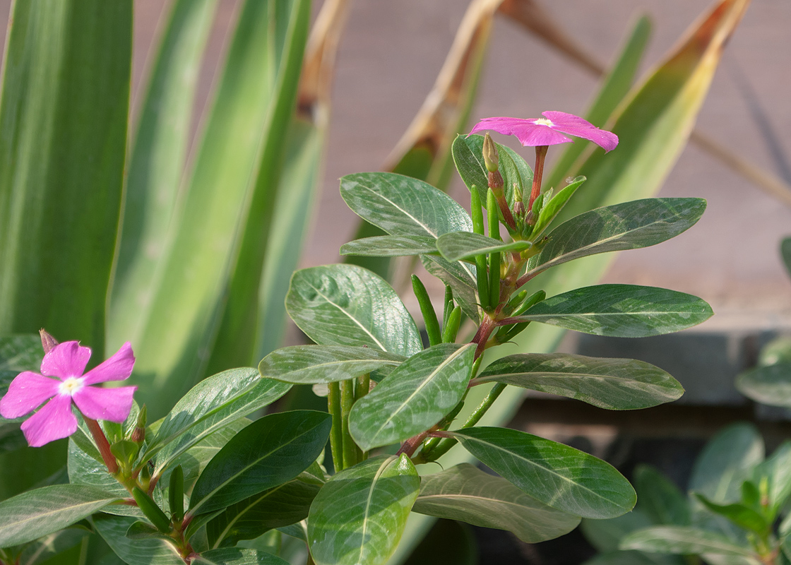 Изображение особи Catharanthus roseus.