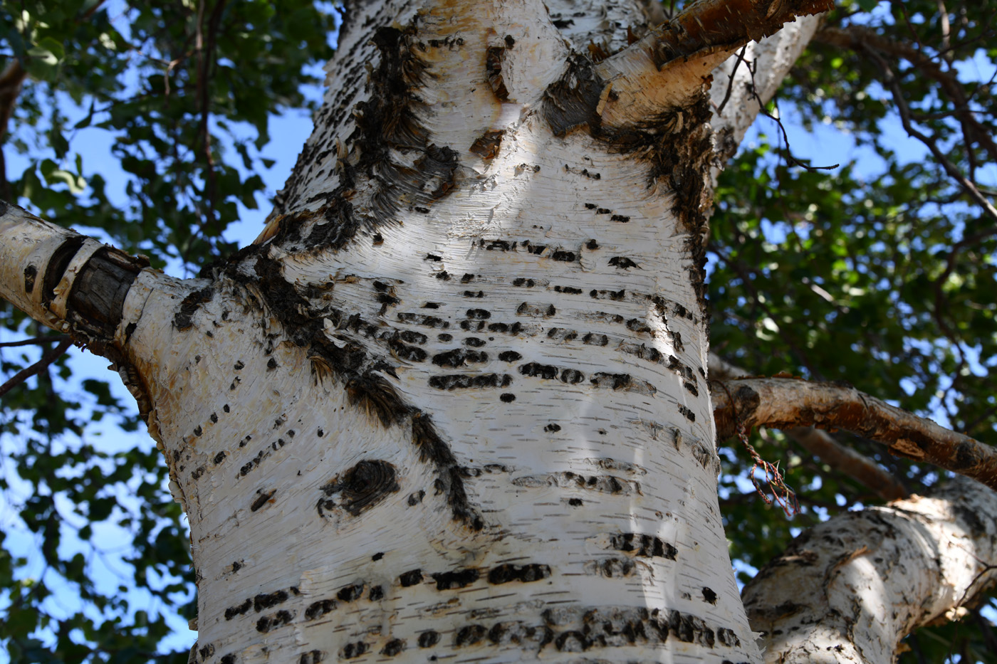 Изображение особи Betula pendula.