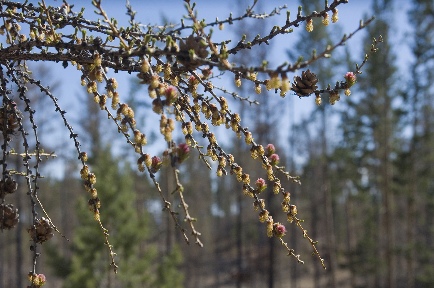 Изображение особи Larix sibirica.