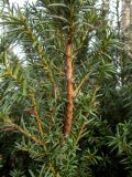 genus Taxus