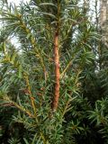 Taxus