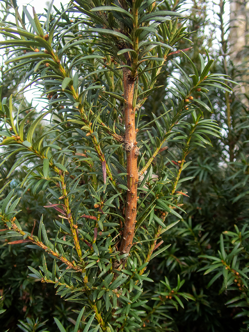 Image of genus Taxus specimen.