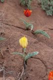 Смотреть изображение Tulipa alberti