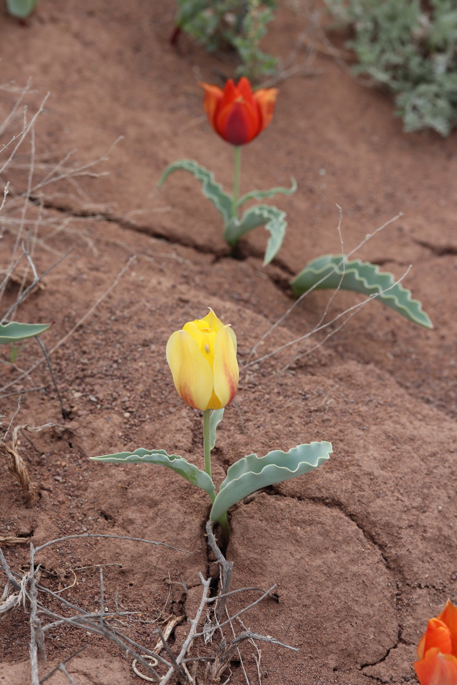 Image of Tulipa alberti specimen.