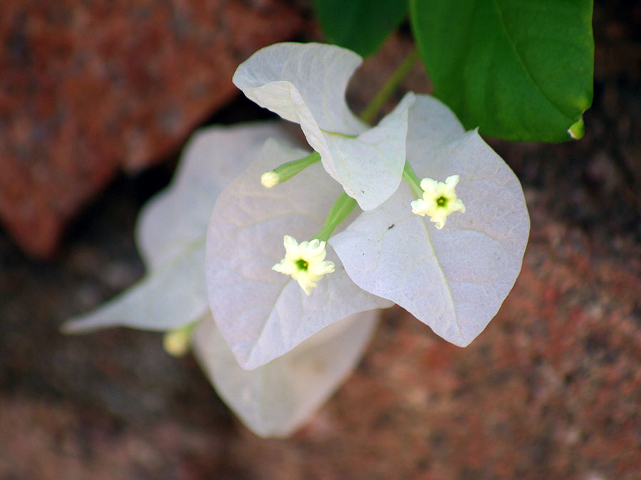 Изображение особи род Bougainvillea.