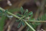 Medicago falcata
