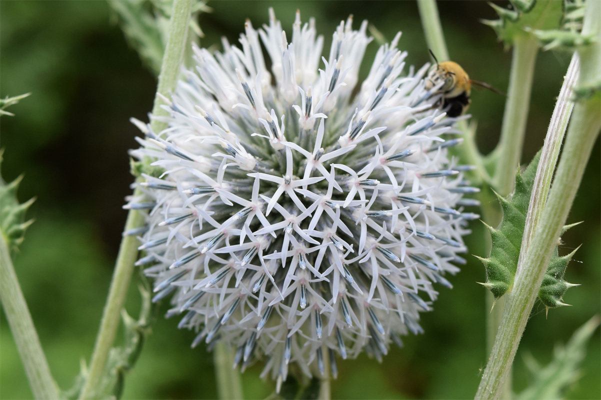 Image of Echinops sphaerocephalus specimen.