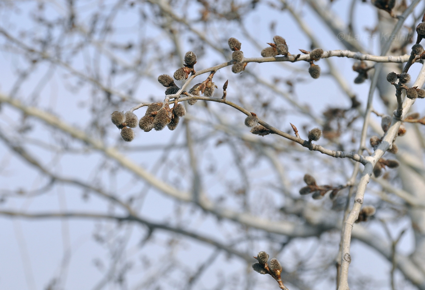 Image of genus Populus specimen.