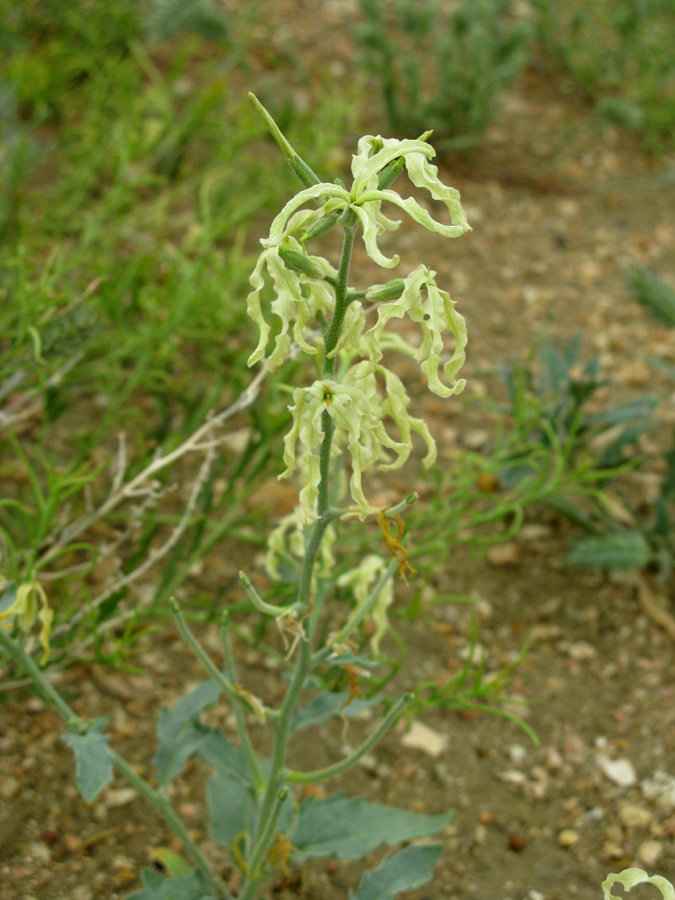 Изображение особи Matthiola chenopodiifolia.