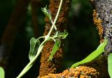 Cynanchum acutum