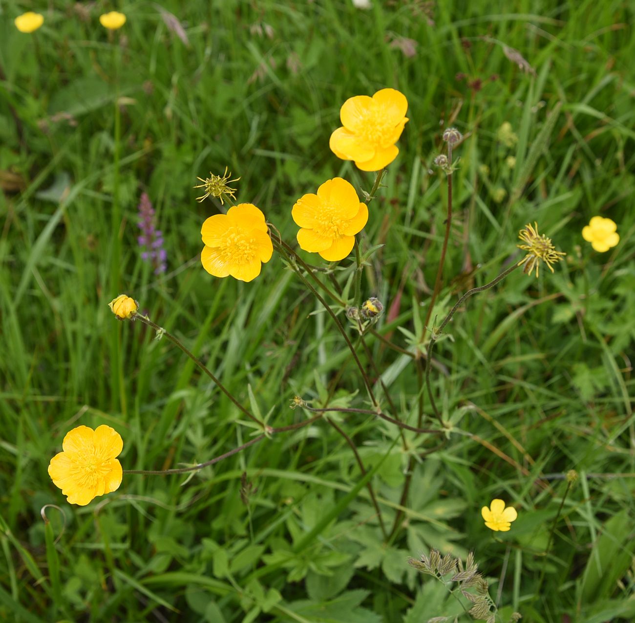 Image of Ranunculus caucasicus specimen.