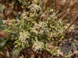 Cardaria draba