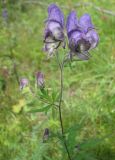 Aconitum volubile. Верхушка побега с соцветием. Иркутская обл., Бодайбинский р-н, долина р. Кадали, луг. Август 2010 г.