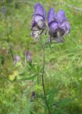 Aconitum volubile