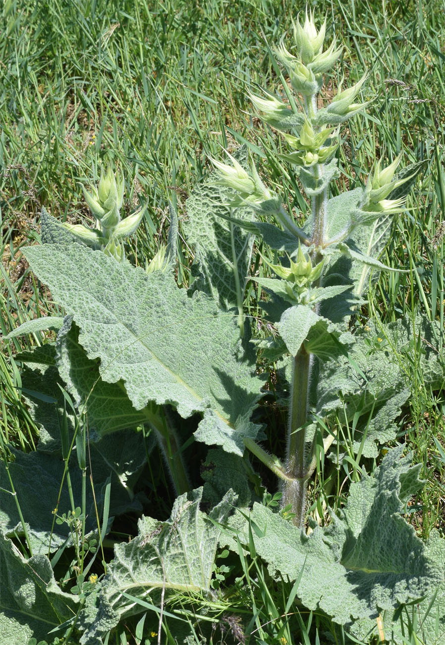 Image of Salvia macrosiphon specimen.