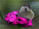 Image of taxon representative. Author is Виталий Гуменюк