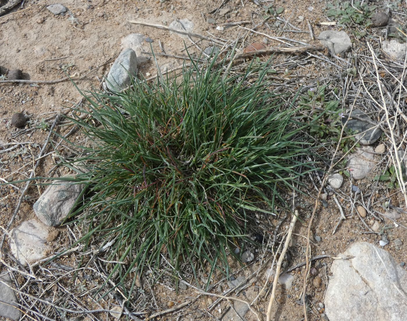 Image of genus Festuca specimen.