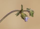 Campanula erinus