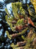 Araucaria angustifolia