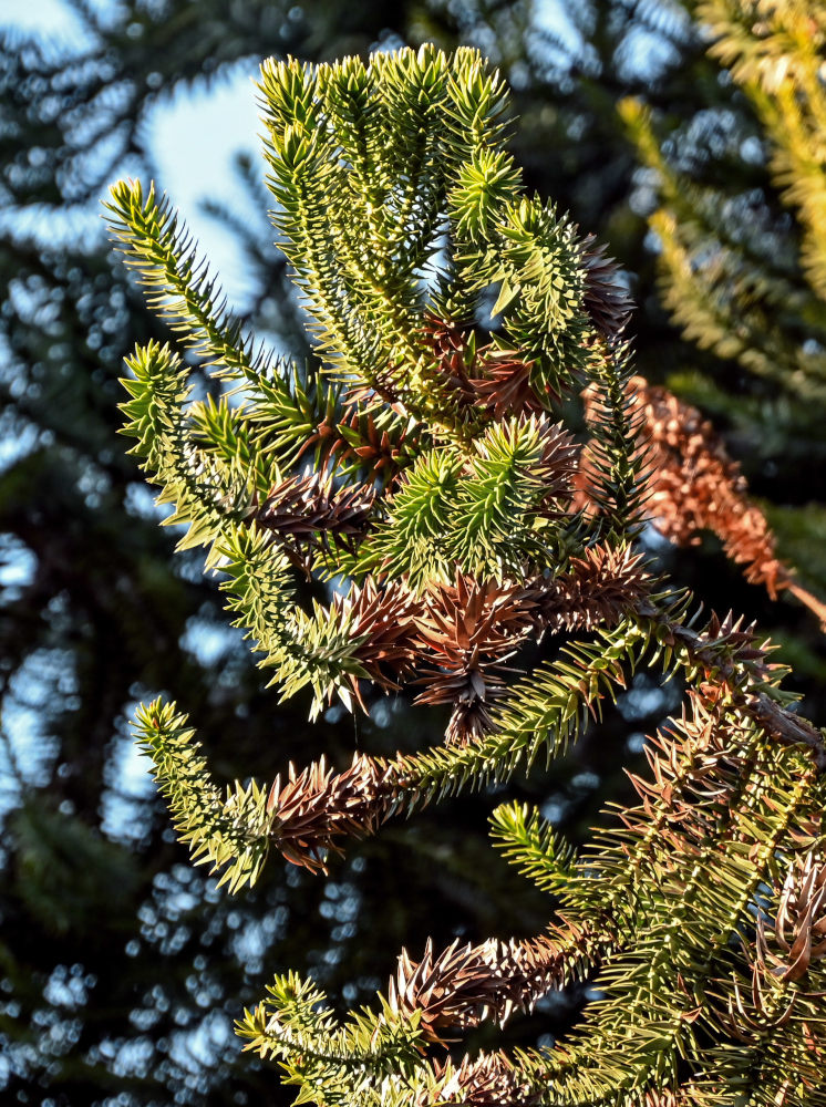 Image of Araucaria angustifolia specimen.
