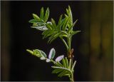 Sorbus aucuparia
