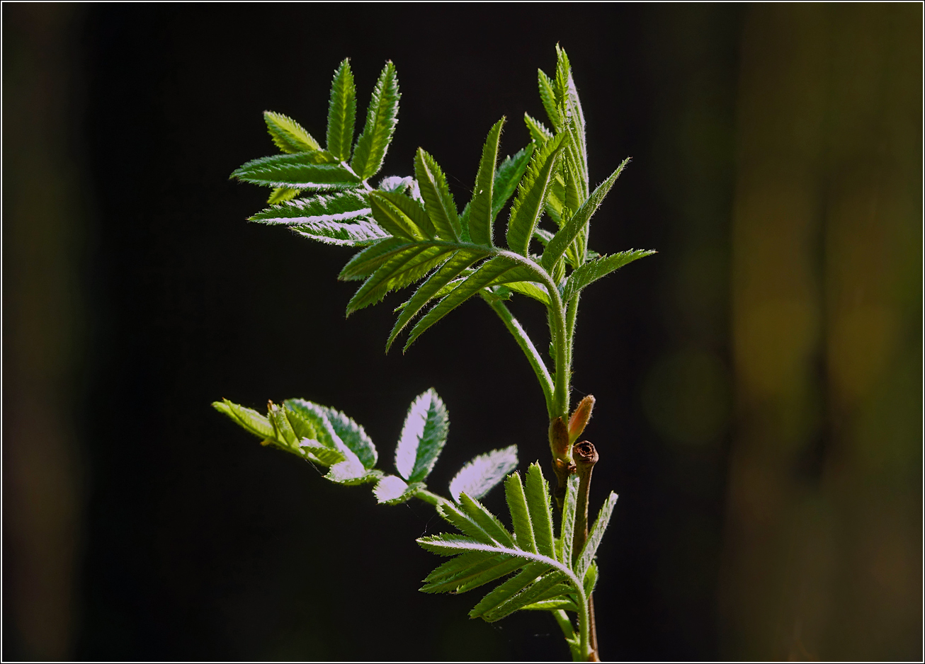 Image of Sorbus aucuparia specimen.