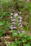 Orchis purpurea subspecies caucasica. Соцветие. Дагестан, Магарамкентский р-н, Самурский лес, широколиственный лес. 09.05.2025.