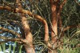 Pinus sylvestris. Части стволов и основания ветвей молодого дерева. Псковская обл., Гдовский р-н, окр. дер. Самолва, мемориальный комплекс «Князь Александр Невский с дружиной», побережье Чудского озера, выкашиваемый луг. 27.04.2025.