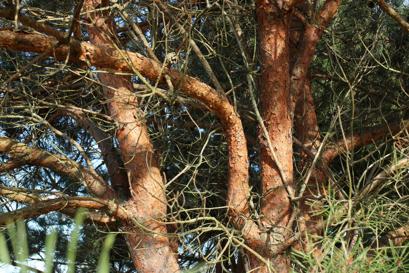 Изображение особи Pinus sylvestris.