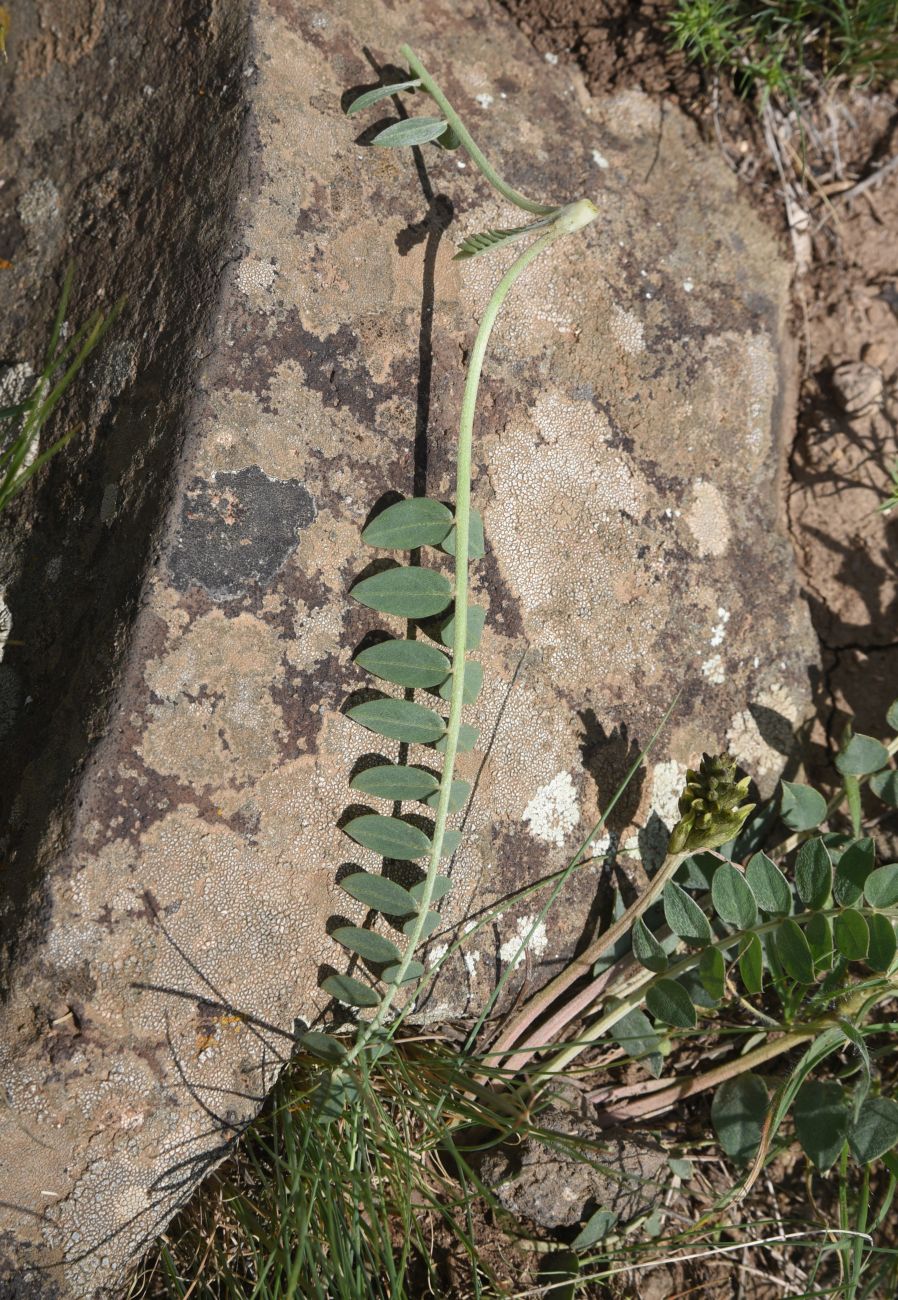 Image of genus Astragalus specimen.