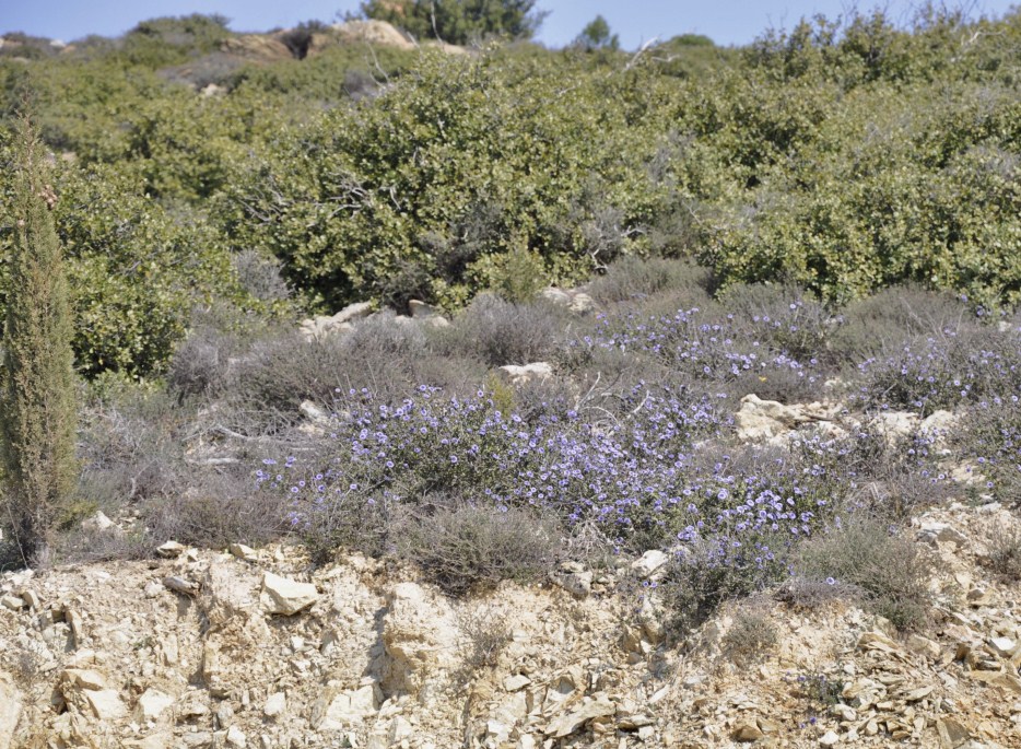 Image of Globularia alypum specimen.
