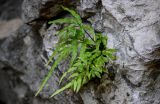 Pteris multifida