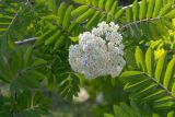 Фото Sorbus aucuparia подвид glabrata
