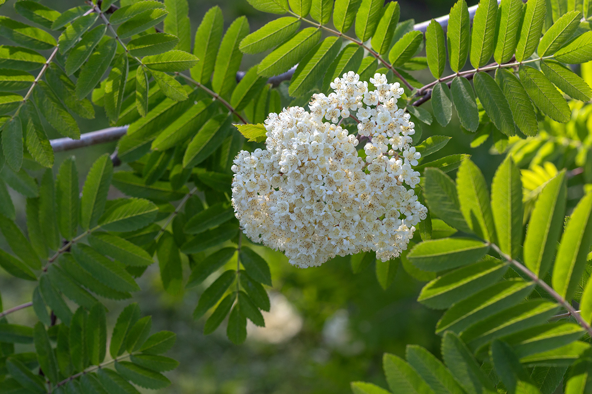 Изображение особи Sorbus aucuparia ssp. glabrata.