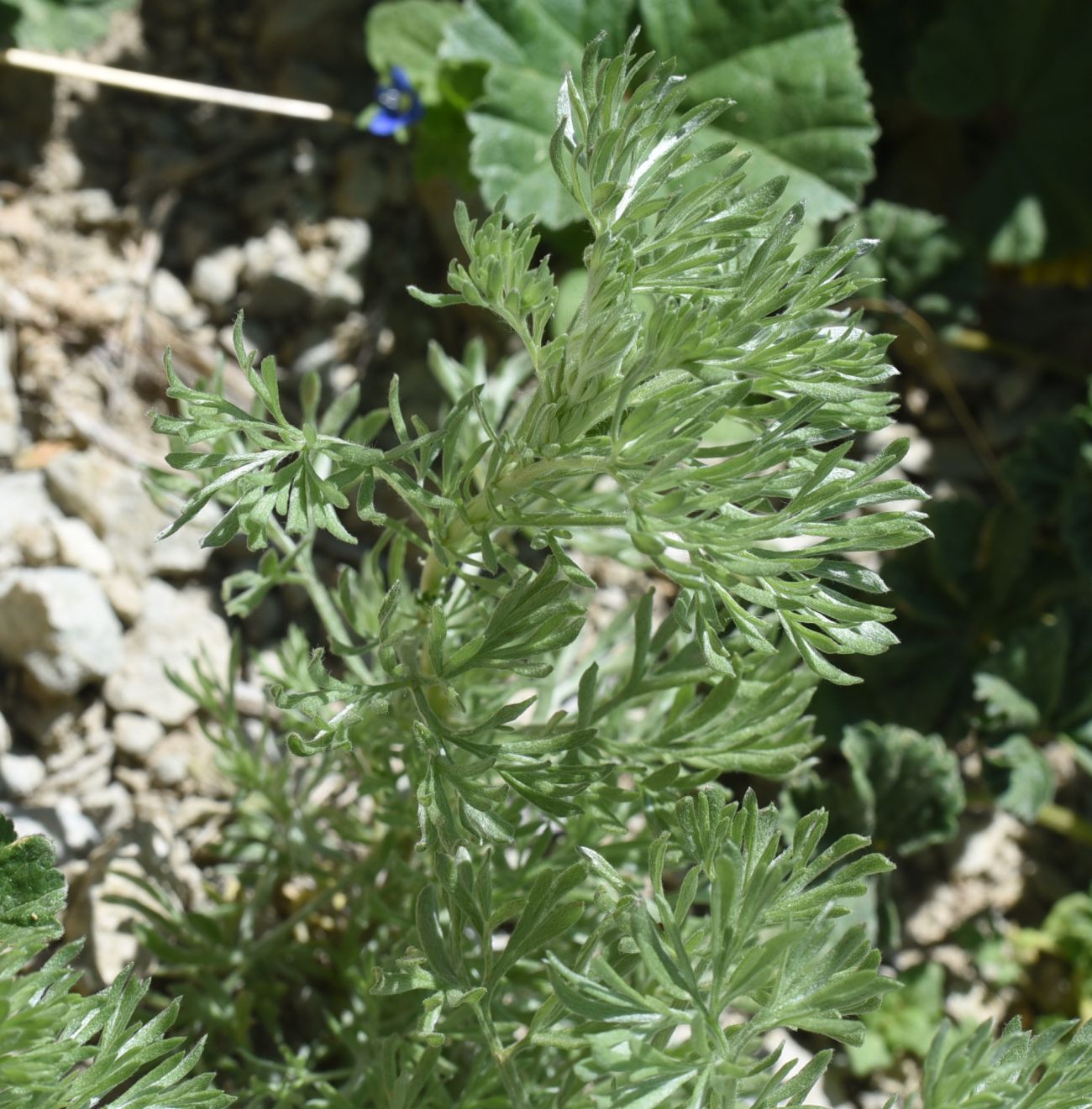 Изображение особи Artemisia absinthium.